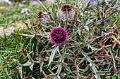 Asturie, Picos De Europa, fiori incontrati percorrendo il sentiero della Vega Redonda.